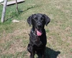 ZUMA, female senior Mixed Breed for adoption at Canile di Trento