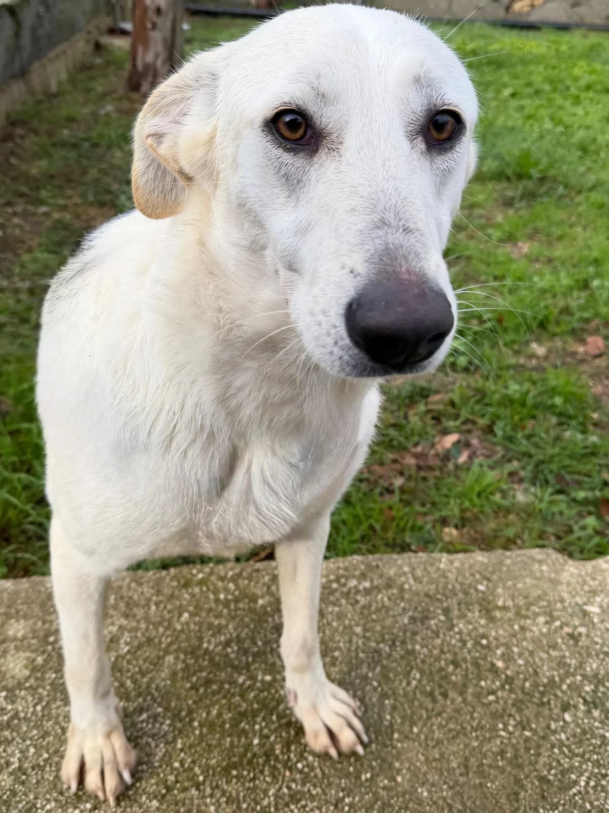 CIRCE, female Mixed Breed for adoption at Lega del Cane Altamura