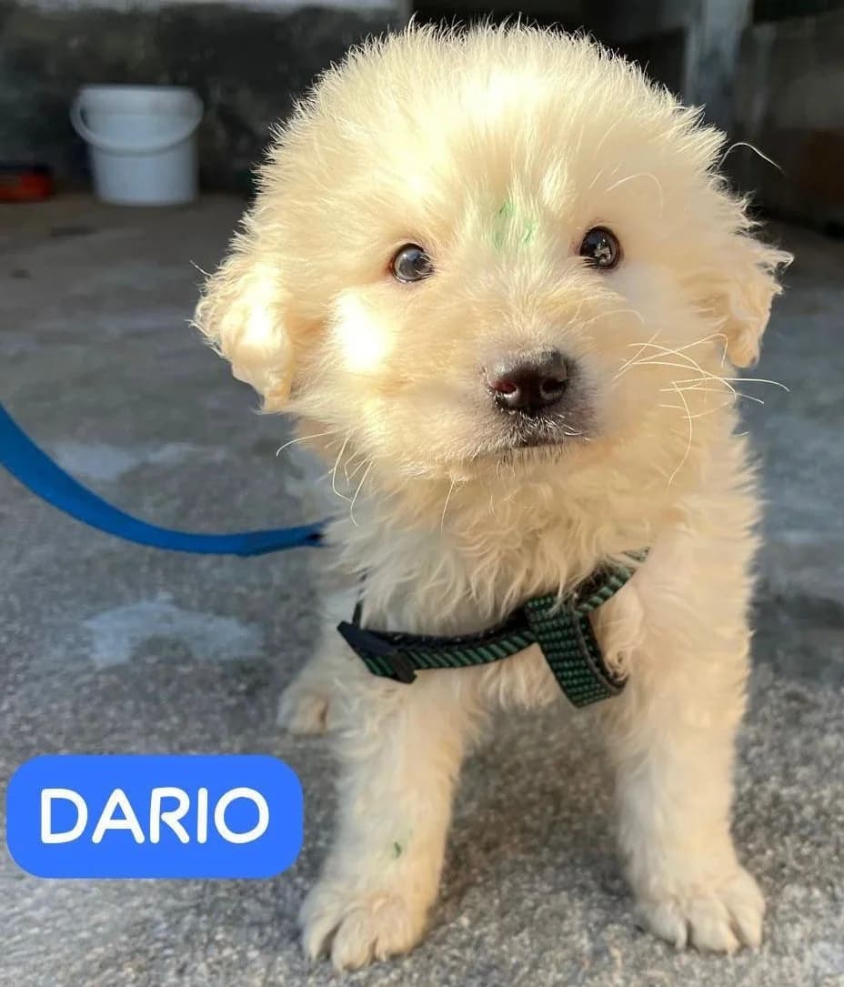 DARIO, male Mixed Breed for adoption at Lega del Cane Altamura