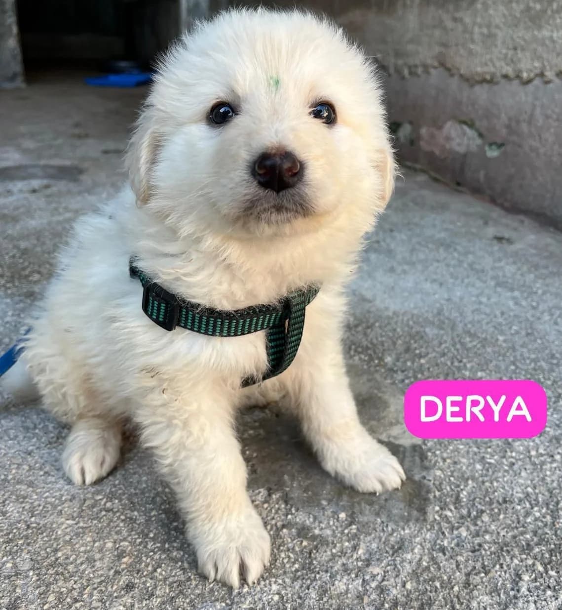 DERYA, female Mixed Breed for adoption at Lega del Cane Altamura