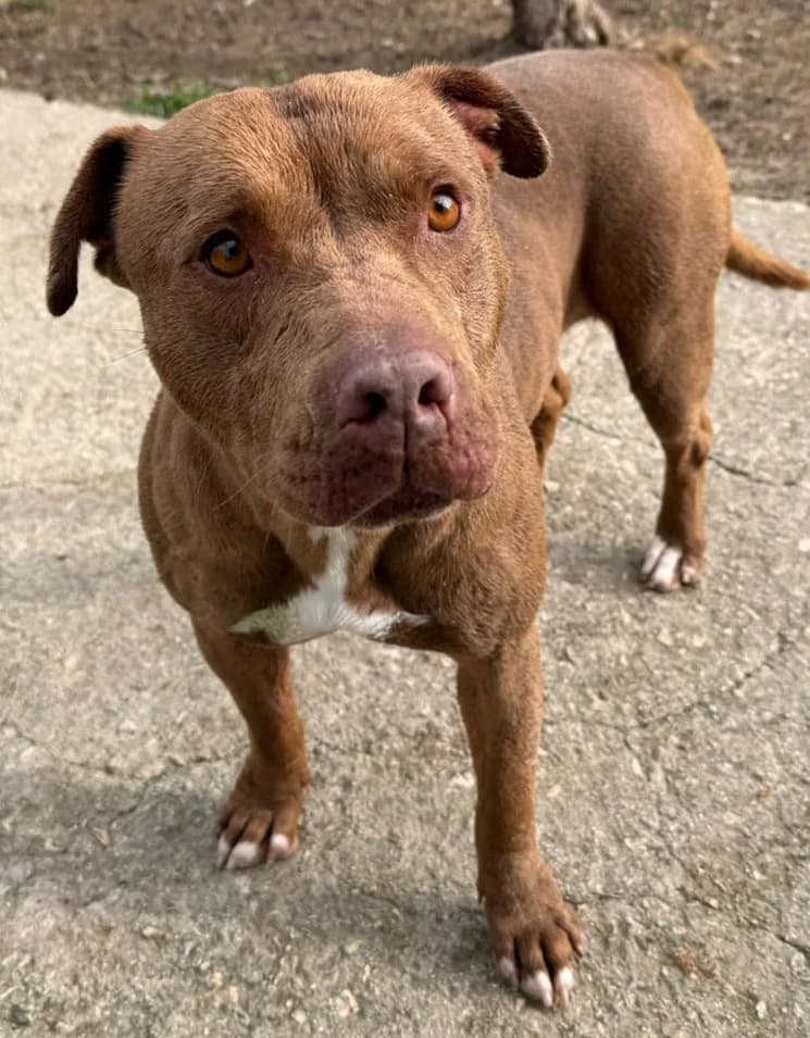 DORA, female Mixed Breed for adoption at Lega del Cane Altamura