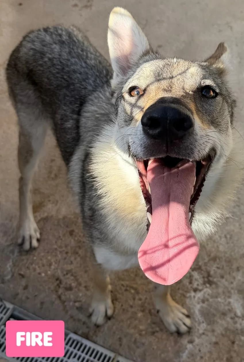 FIRE, female Mixed Breed for adoption at Lega del Cane Altamura