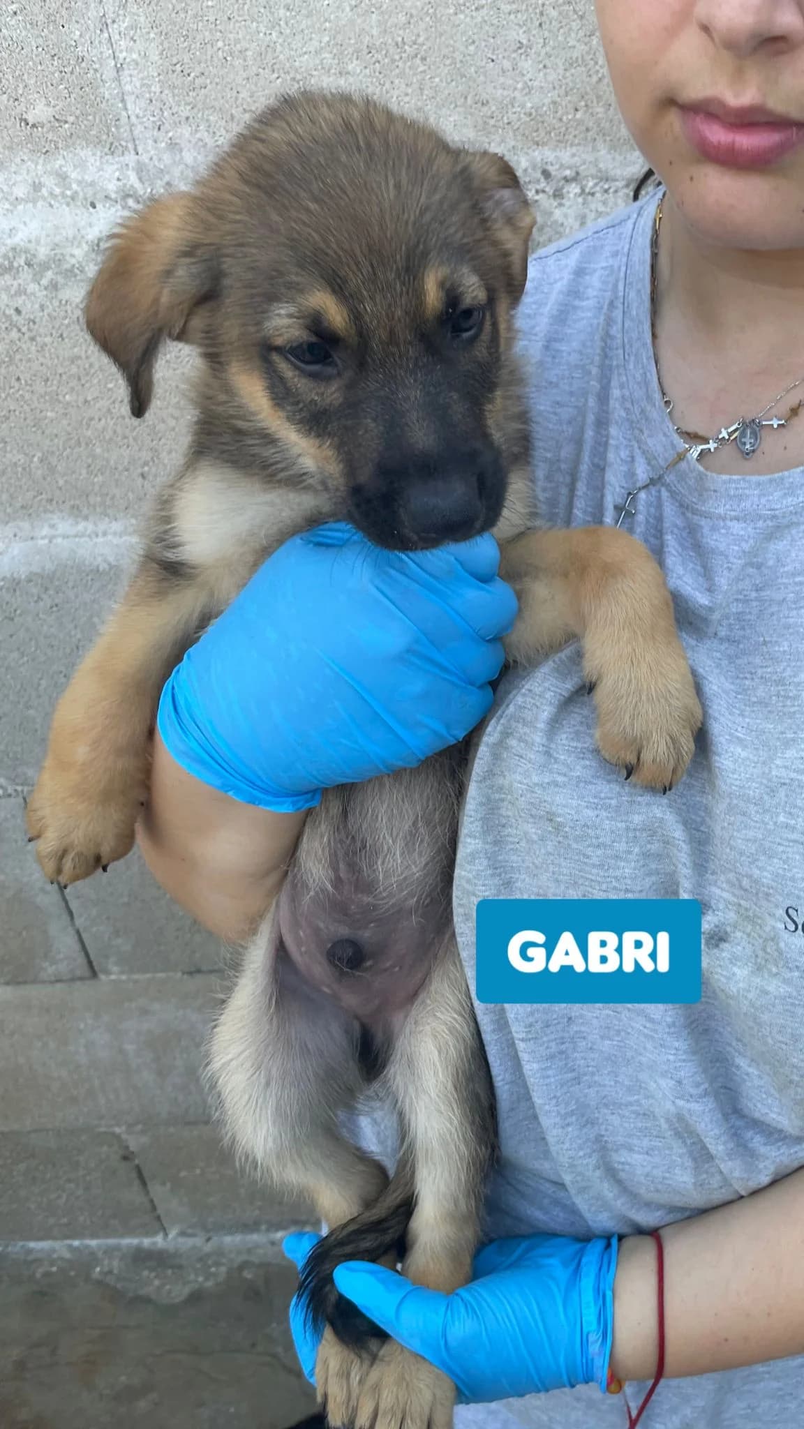 GABRI, male Mixed Breed for adoption at Lega del Cane Altamura