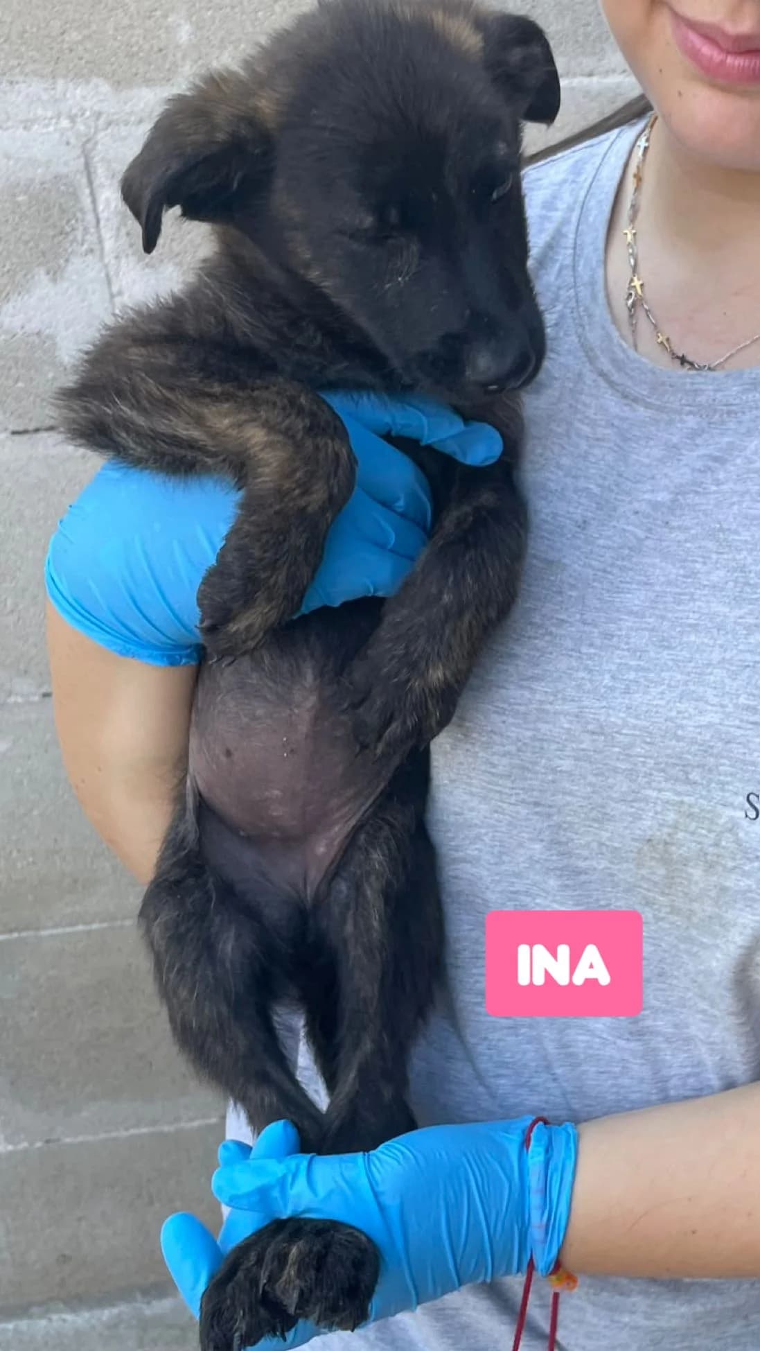 INA, female Mixed Breed for adoption at Lega del Cane Altamura
