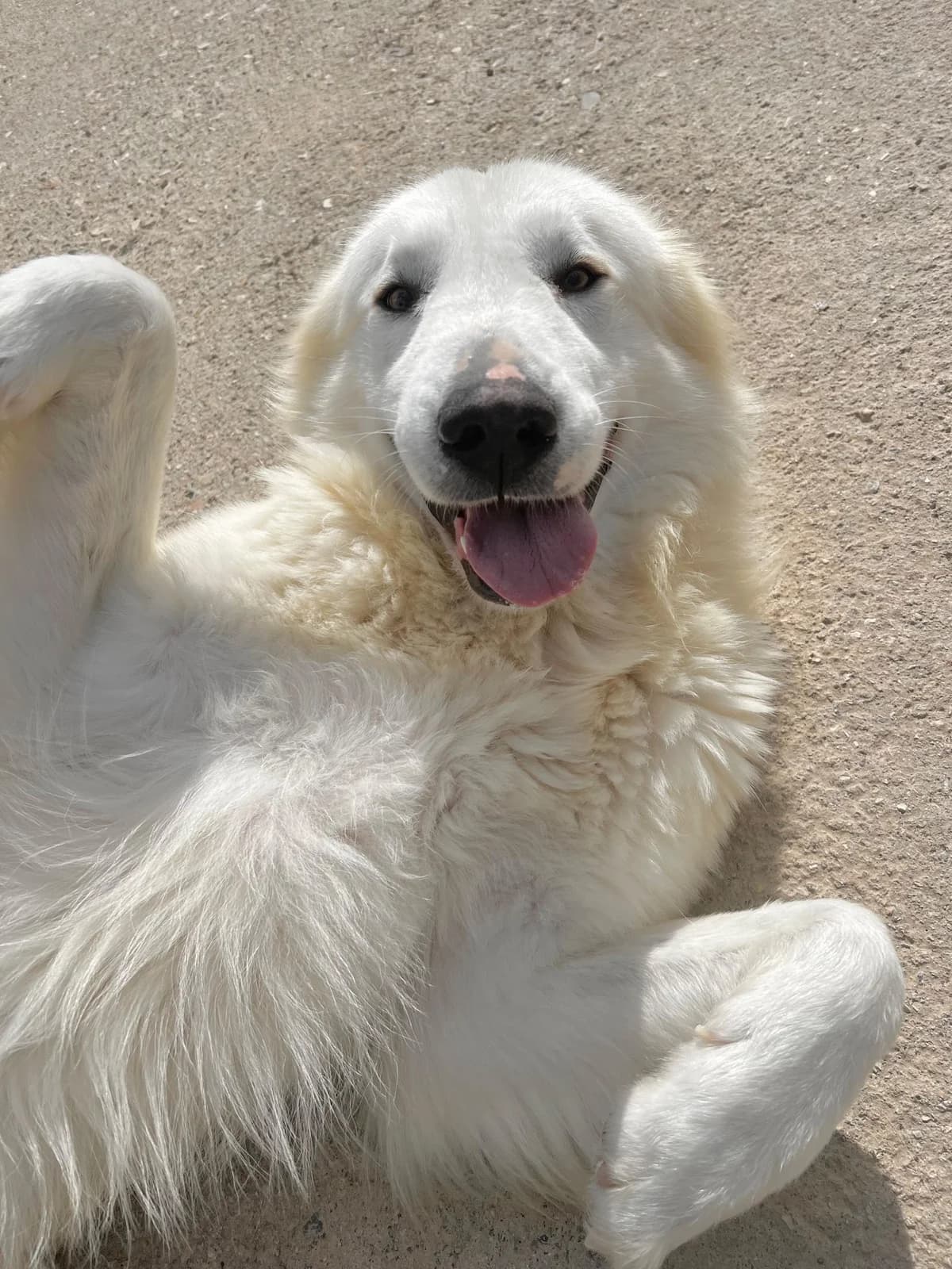 MAMBO, male Mixed Breed for adoption at Lega del Cane Altamura