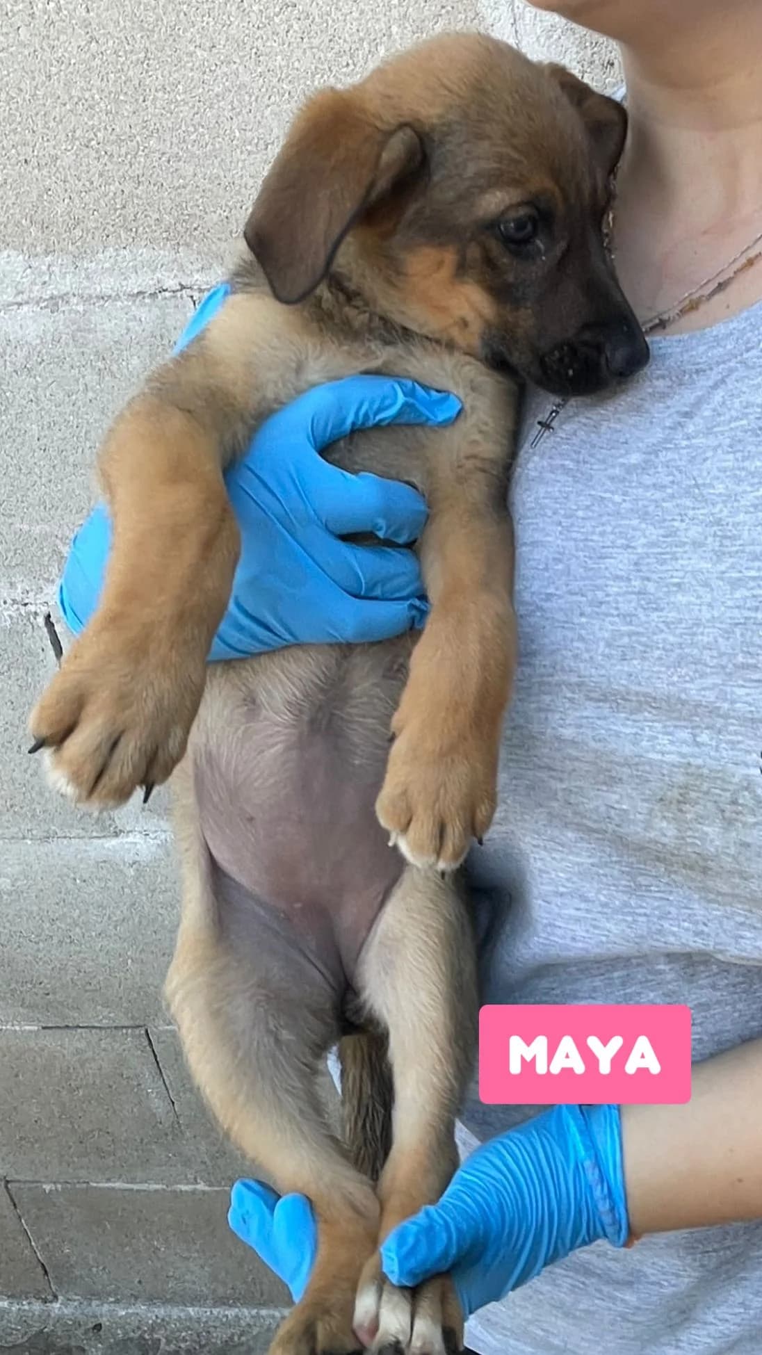 MAYA, female Mixed Breed for adoption at Lega del Cane Altamura