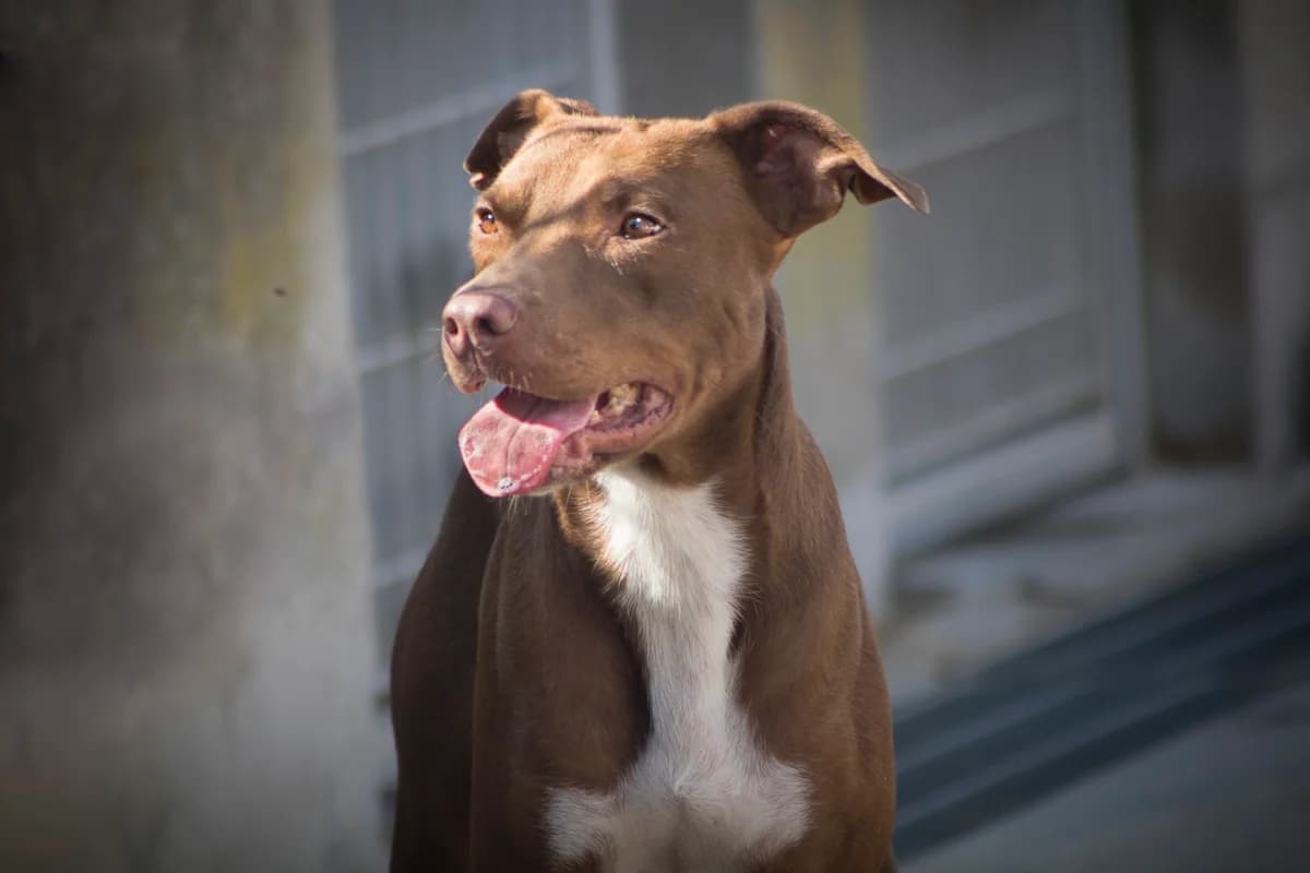 Aron, male Mixed Breed for adoption at Lega del Cane Carbonia