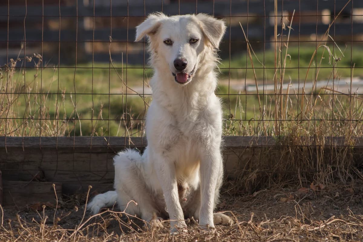 Selva, male Mixed Breed for adoption at Lega del Cane Carbonia