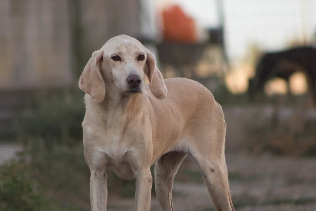 Billa, male Mixed Breed for adoption at Lega del Cane Carbonia