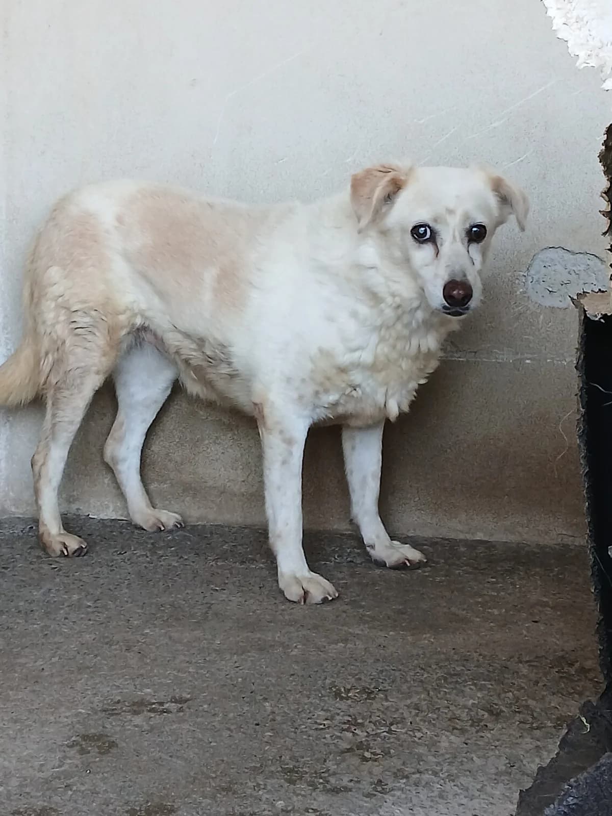 Eren, male Mixed Breed for adoption at Lega del Cane Carbonia