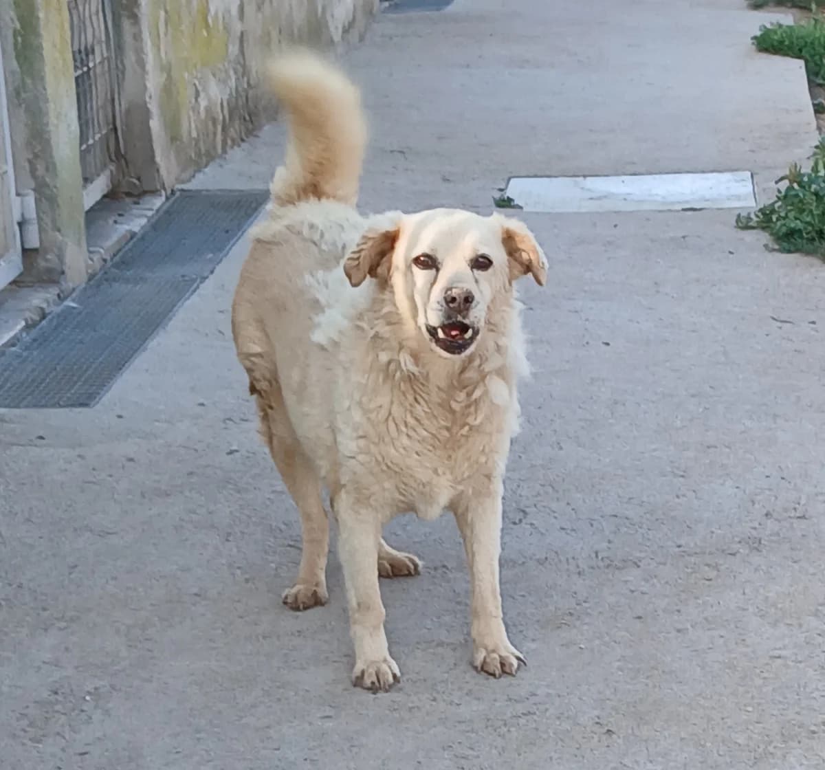 Fonny, male Mixed Breed for adoption at Lega del Cane Carbonia