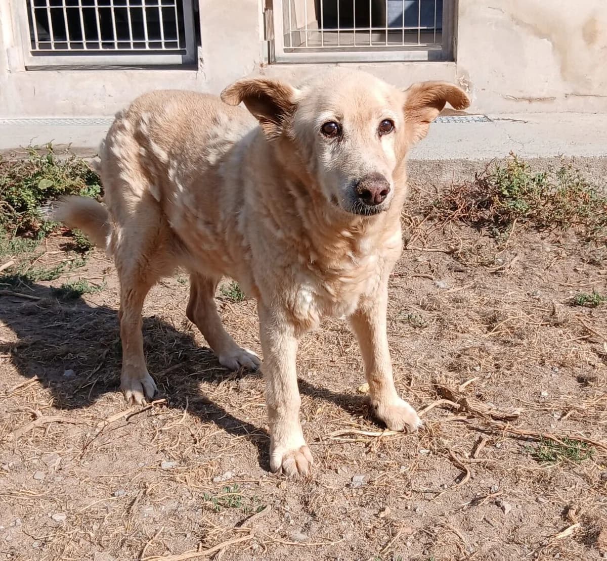 Geppy, male Mixed Breed for adoption at Lega del Cane Carbonia