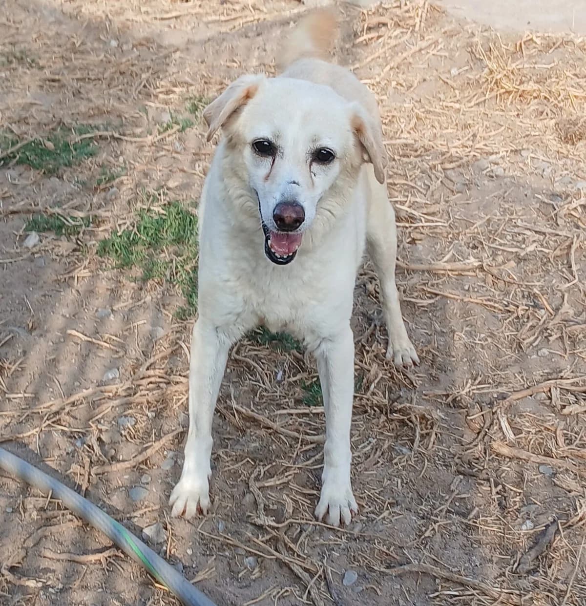 Jojo, male Mixed Breed for adoption at Lega del Cane Carbonia