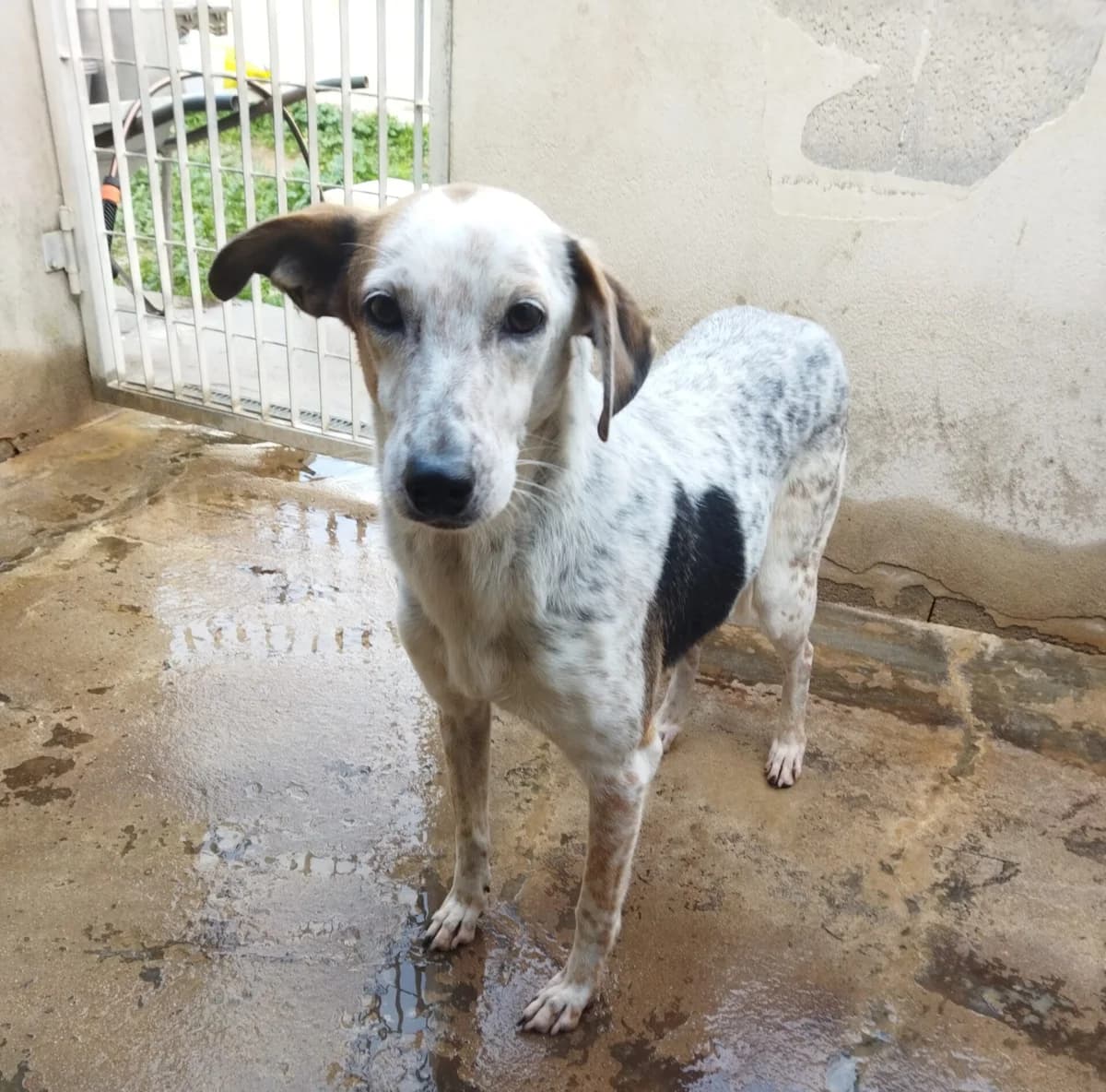 Mat, Mixed Breed (Lega del Cane Carbonia)