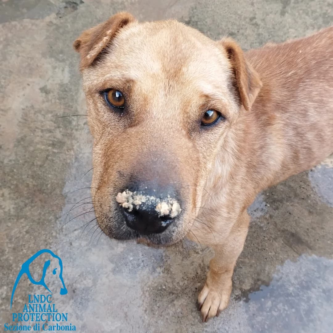 Pasha, male Mixed Breed for adoption at Lega del Cane Carbonia