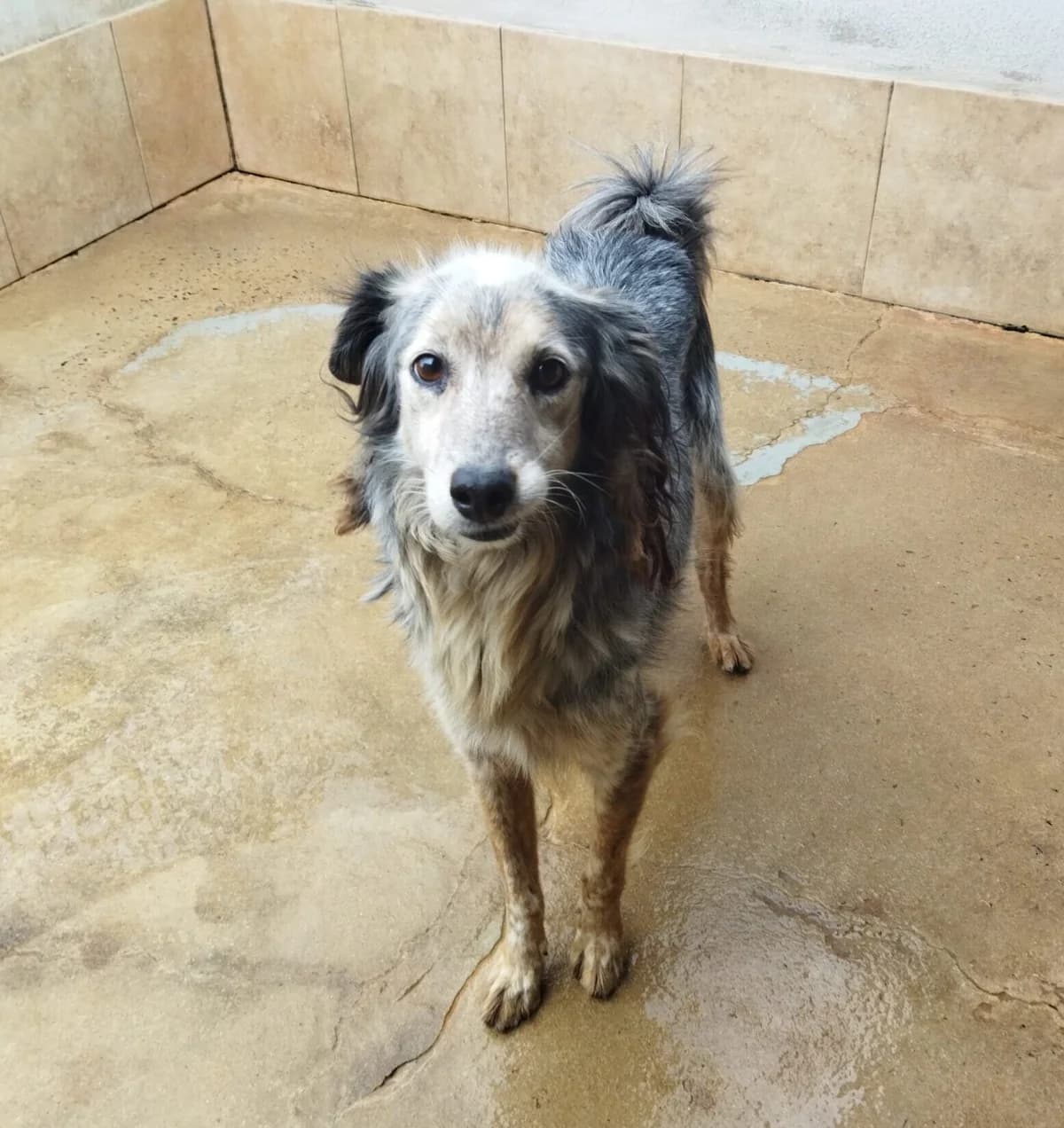 Telma, female Mixed Breed for adoption at Lega del Cane Carbonia