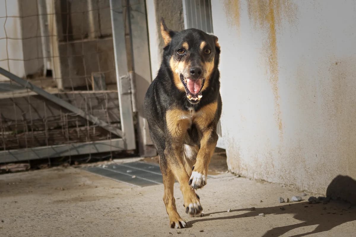 Tony, male Mixed Breed for adoption at Lega del Cane Carbonia