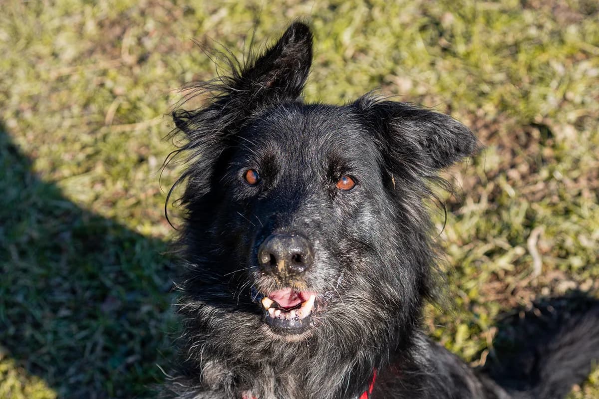 Nonna Alexa, female Mixed Breed for adoption at Lega del Cane Padova, Rubano (Padova)