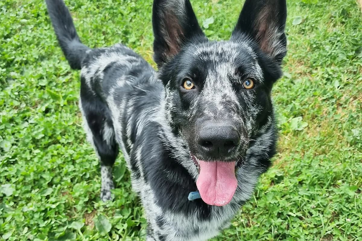 Ares, male young Mixed Breed for adoption at Lega del Cane Padova, Rubano (Padova)