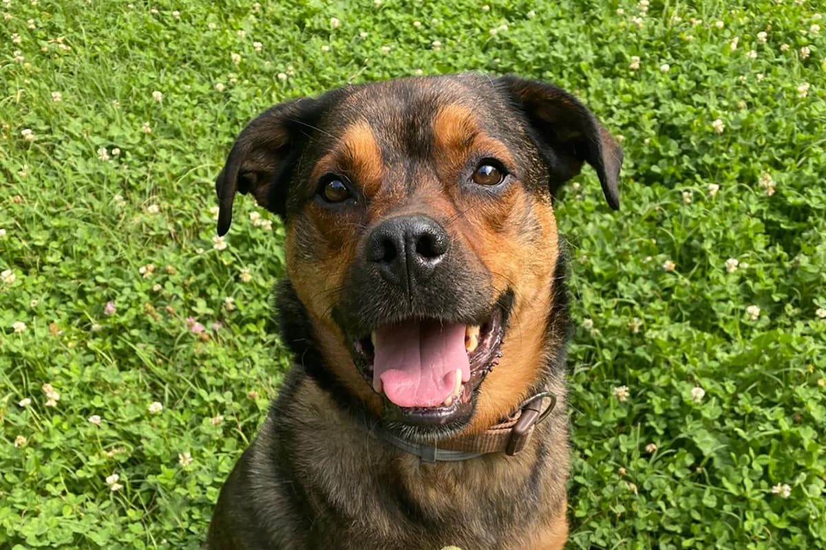 Giungla, female 5yo Mixed Breed for adoption at Lega del Cane Padova, Rubano (Padova)