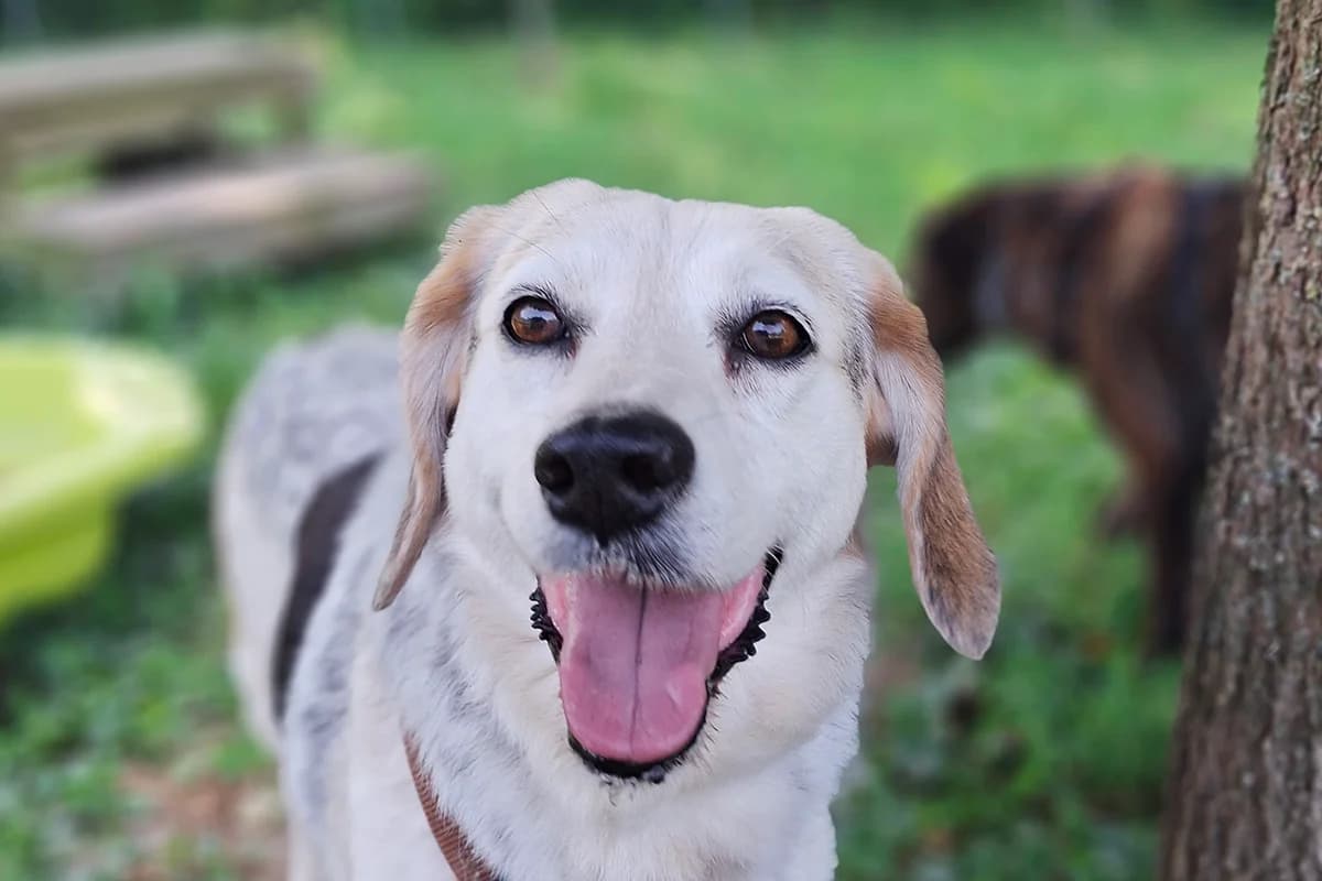 Lea, female senior Mixed Breed for adoption at Lega del Cane Padova, Rubano (Padova)