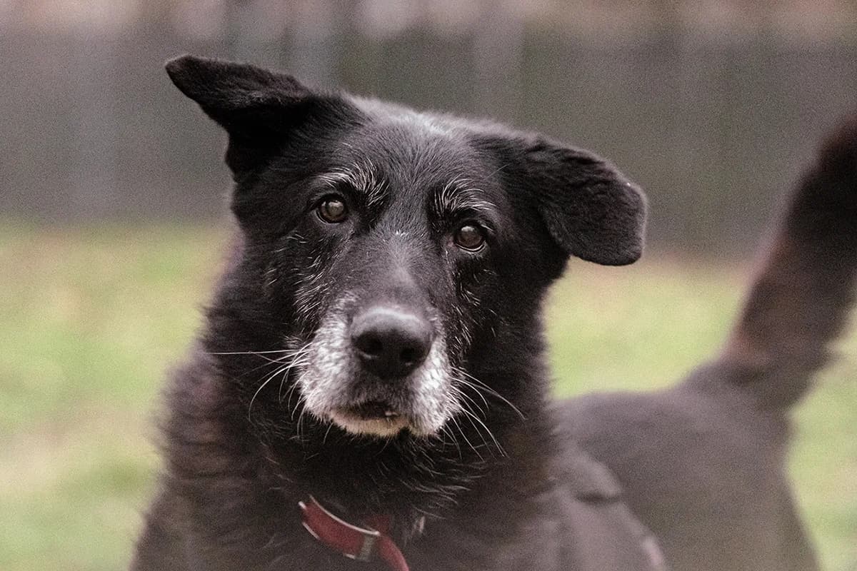 Nonno Pippo, male senior Mixed Breed for adoption at Lega del Cane Padova, Rubano (Padova)