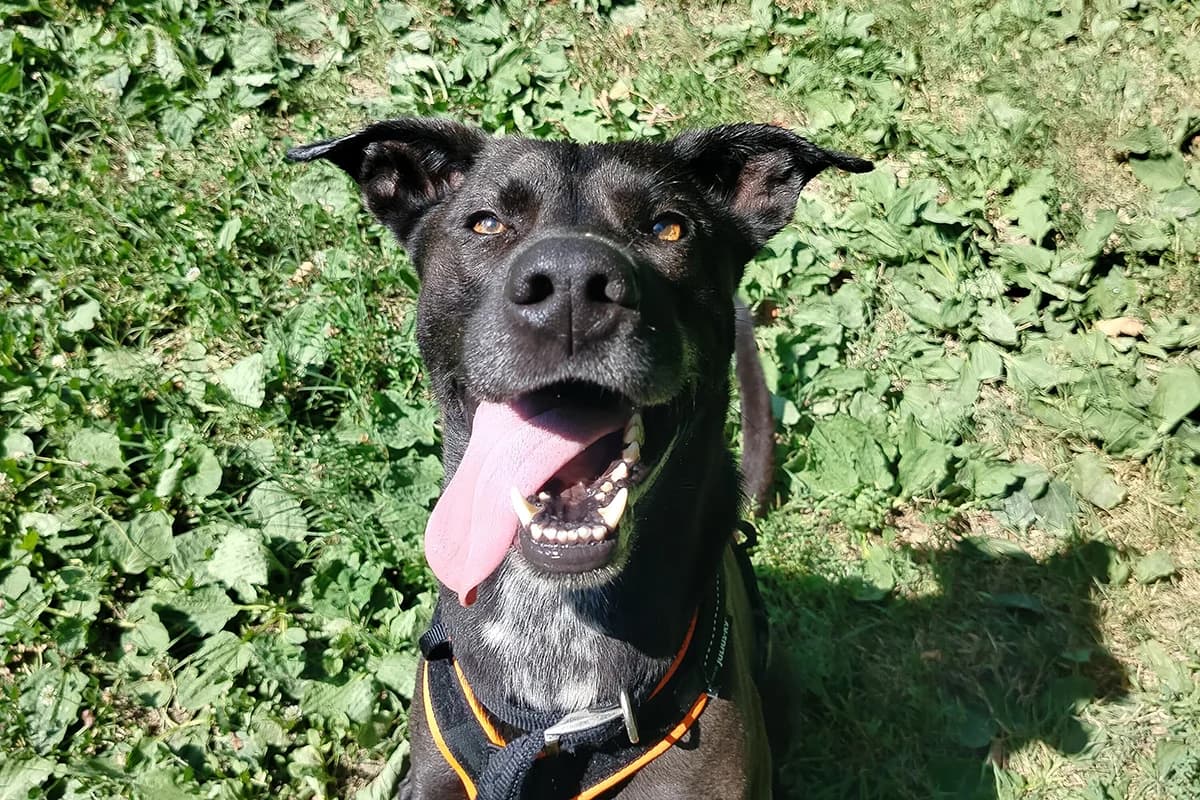 Soul, male 5yo Mixed Breed for adoption at Lega del Cane Padova, Rubano (Padova)