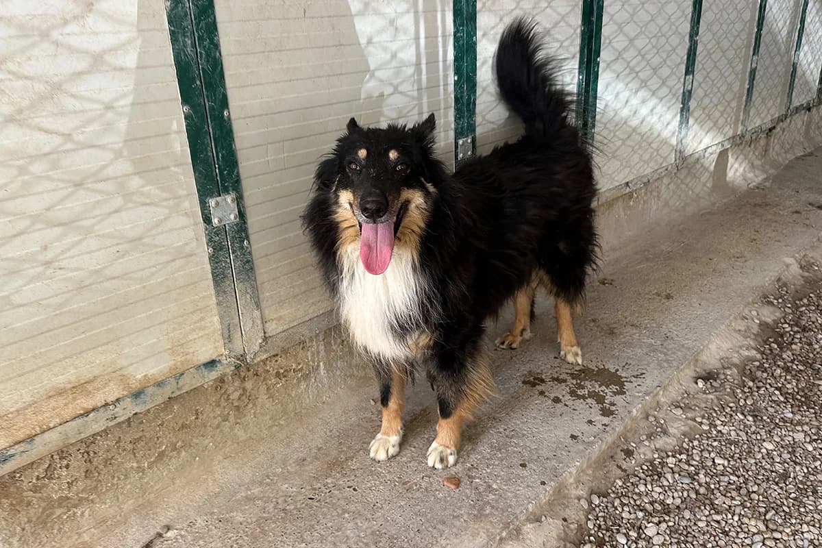 Tyson, male 5yo Mixed Breed for adoption at Lega del Cane Padova, Rubano (Padova)