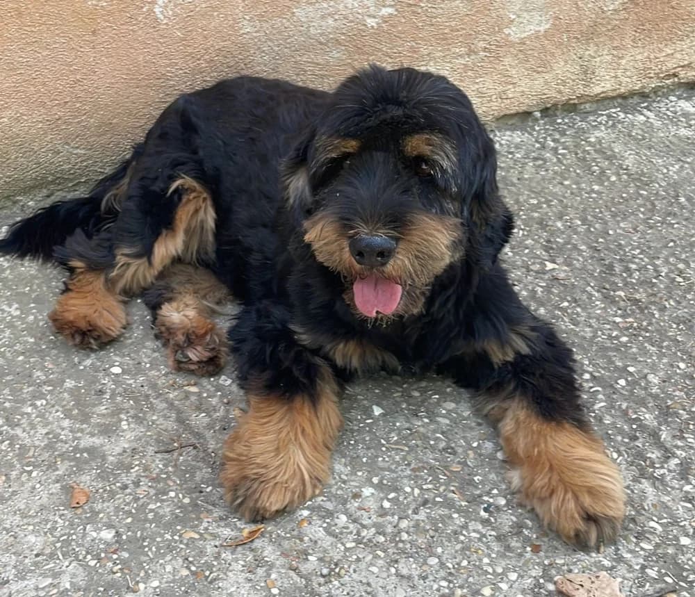 BILLO, male 5yo mixed breed for adoption at Lega del Cane Roma, Roma (Bracciano)
