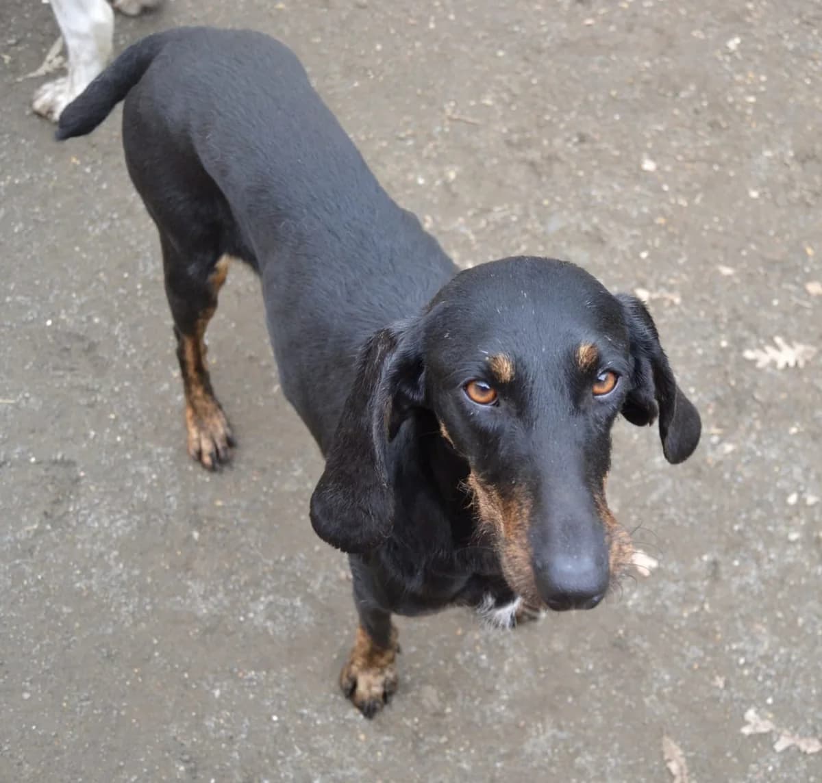 Caterina, mixed breed for adoption at Lega del Cane Roma, Roma (Bracciano)
