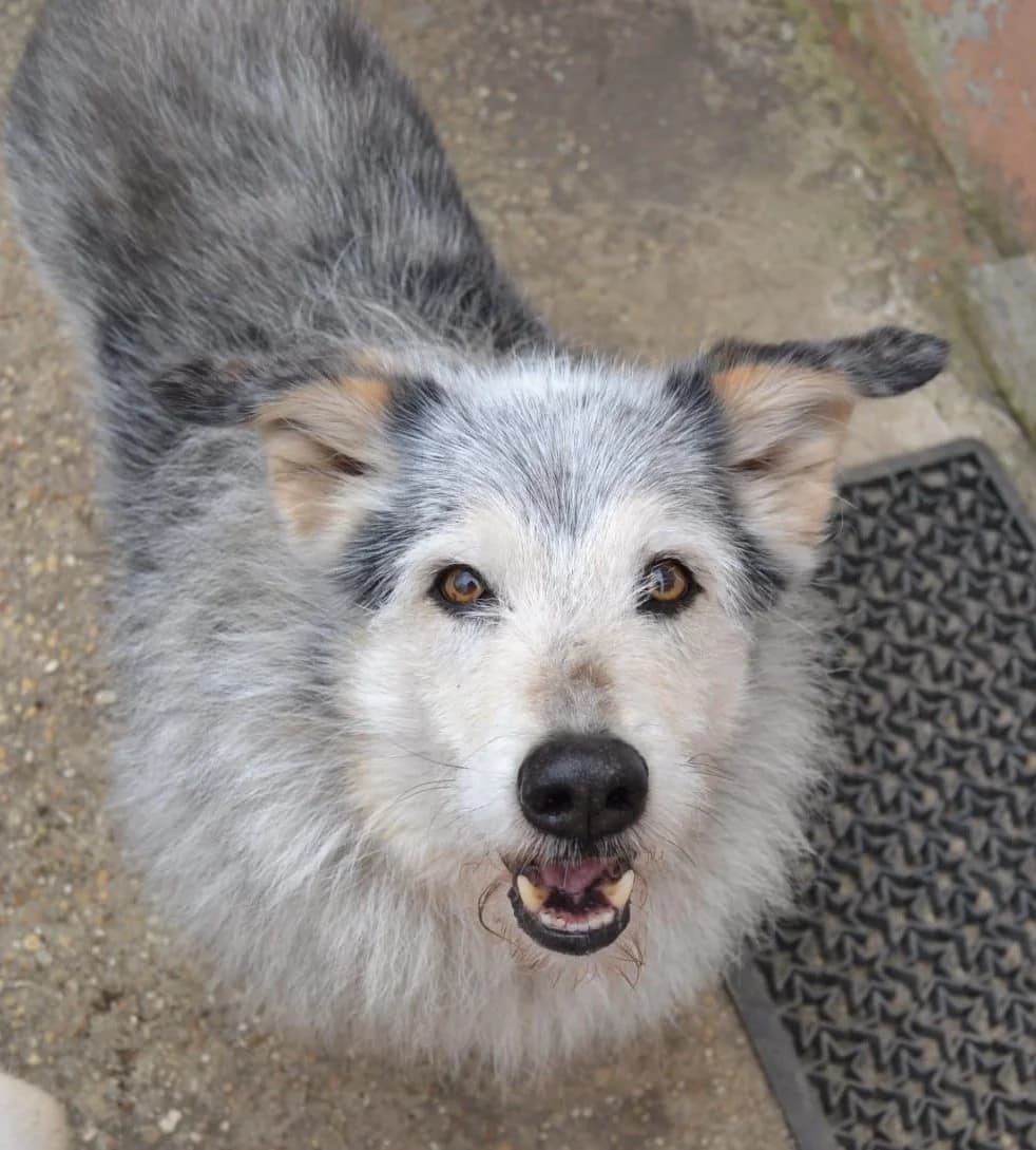 Charlie, male senior mixed breed for adoption at Lega del Cane Roma, Roma (Bracciano)