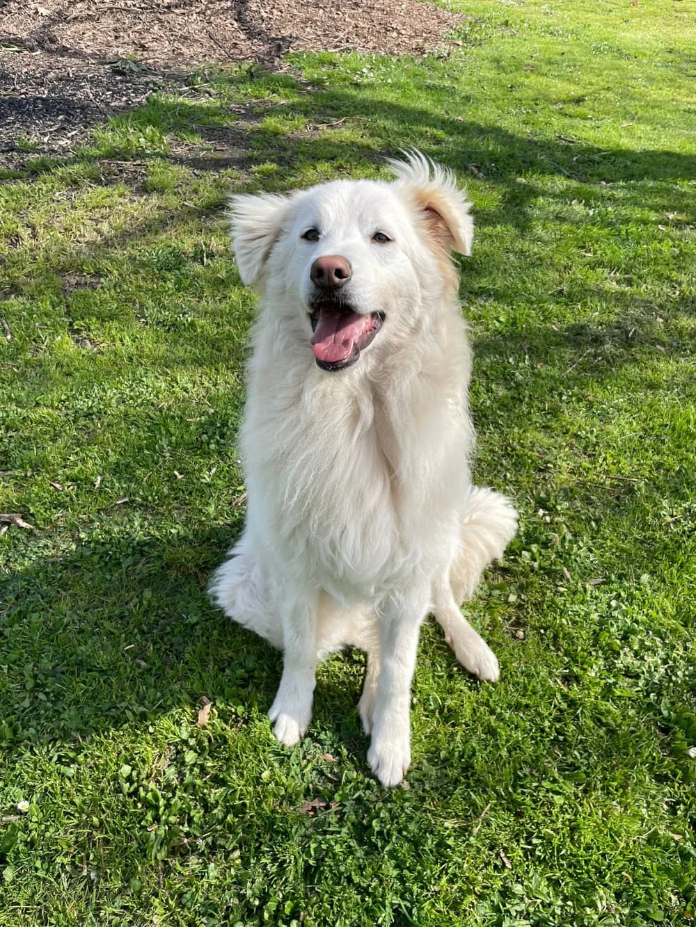RIO, male mixed breed for adoption at Lega del Cane Roma, Roma (Bracciano)