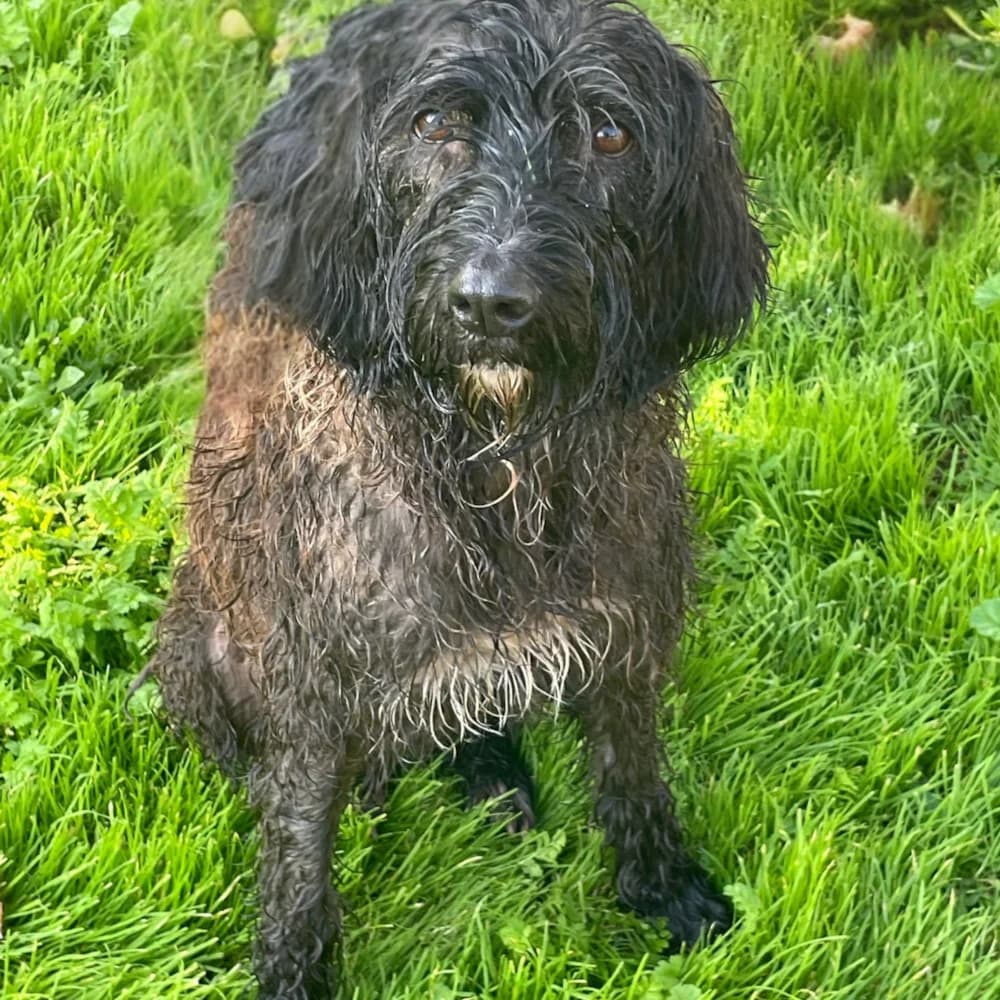 ZARA, 6yo mixed breed for adoption at Lega del Cane Roma, Roma (Bracciano)