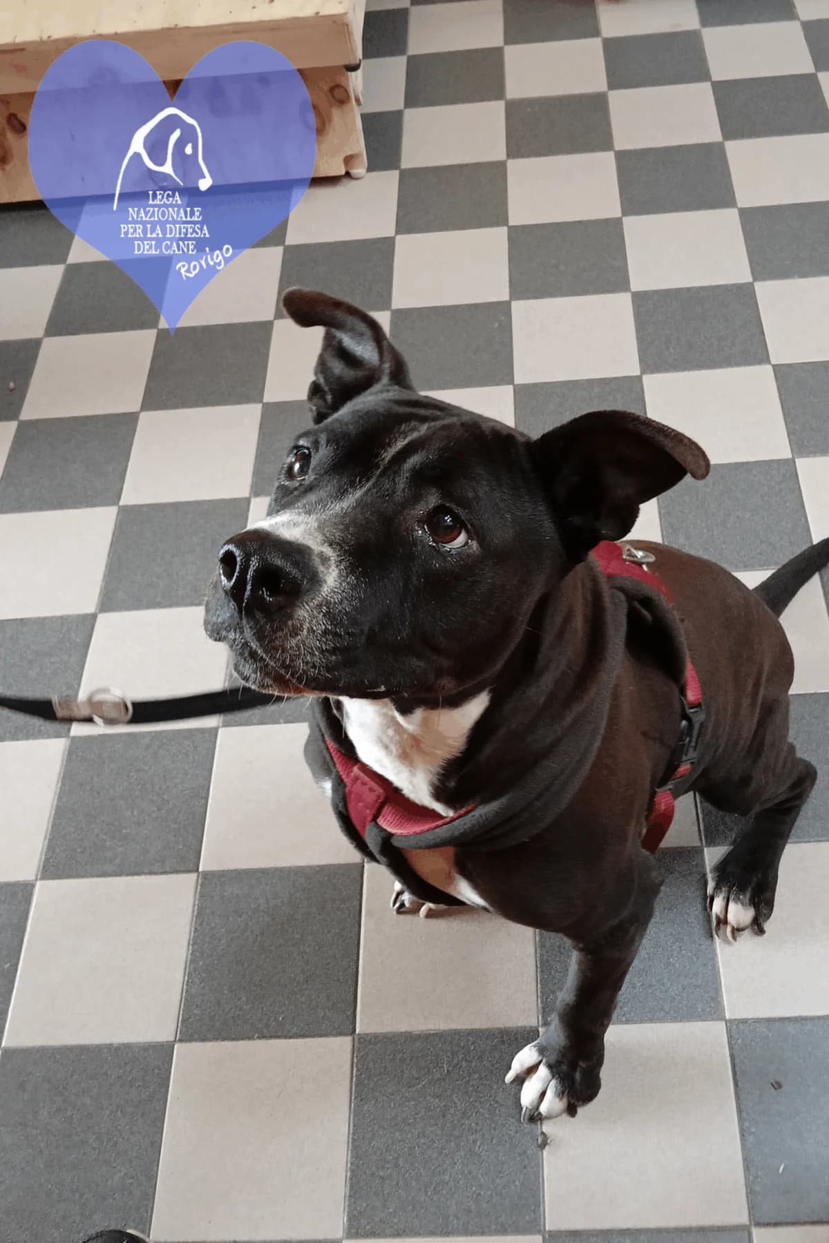 Diva, female mixed breed for adoption at Lega del Cane Rovigo, Rovigo