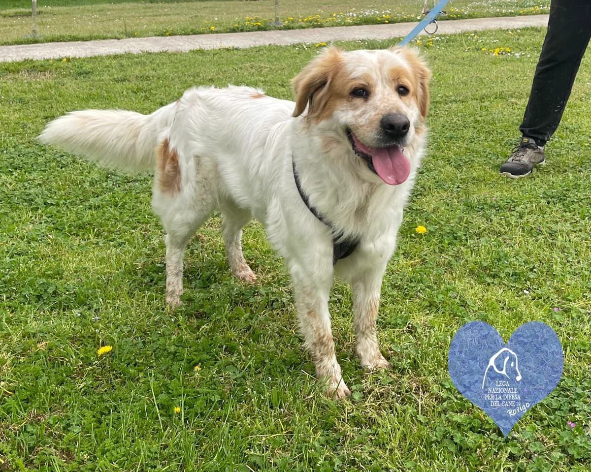 Lale, female mixed breed for adoption at Lega del Cane Rovigo, Rovigo