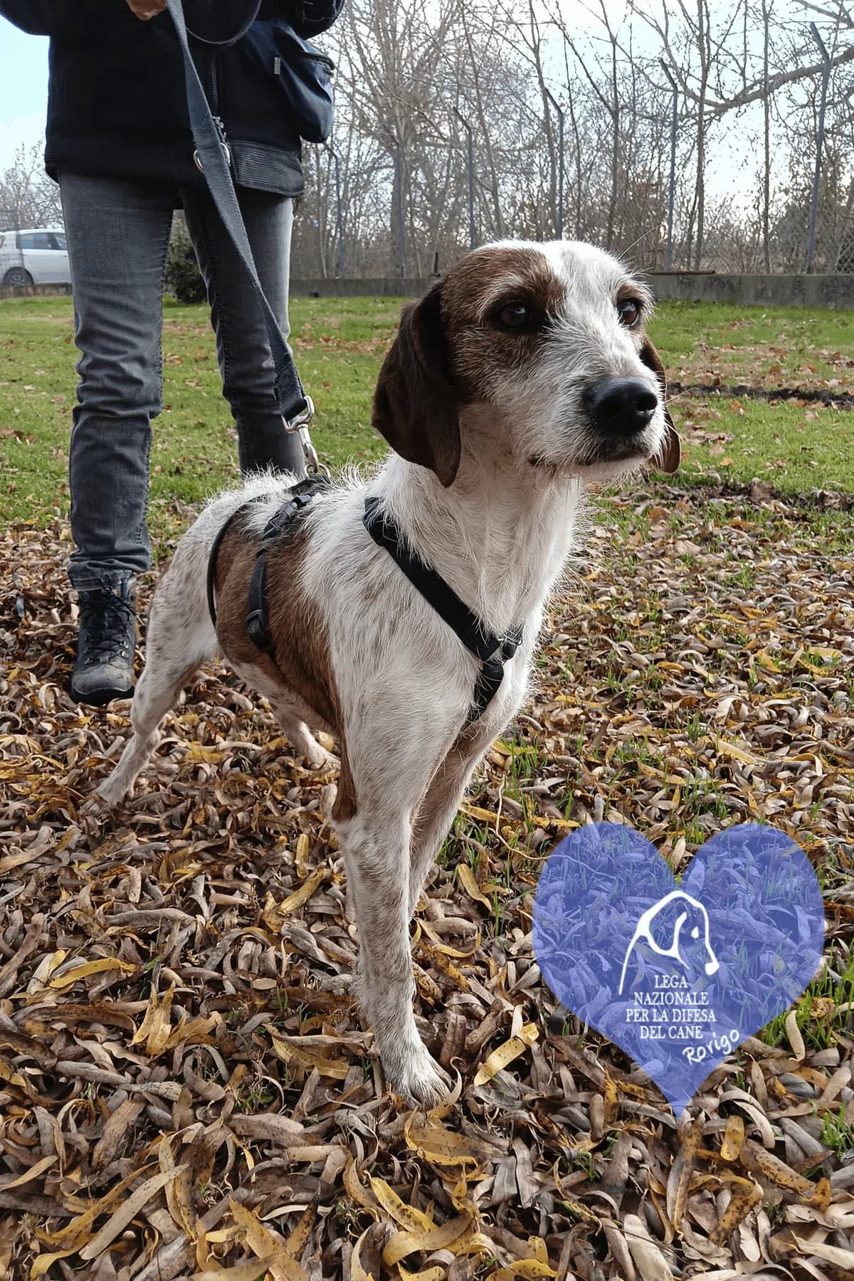 luce, female mixed breed for adoption at Lega del Cane Rovigo, Rovigo