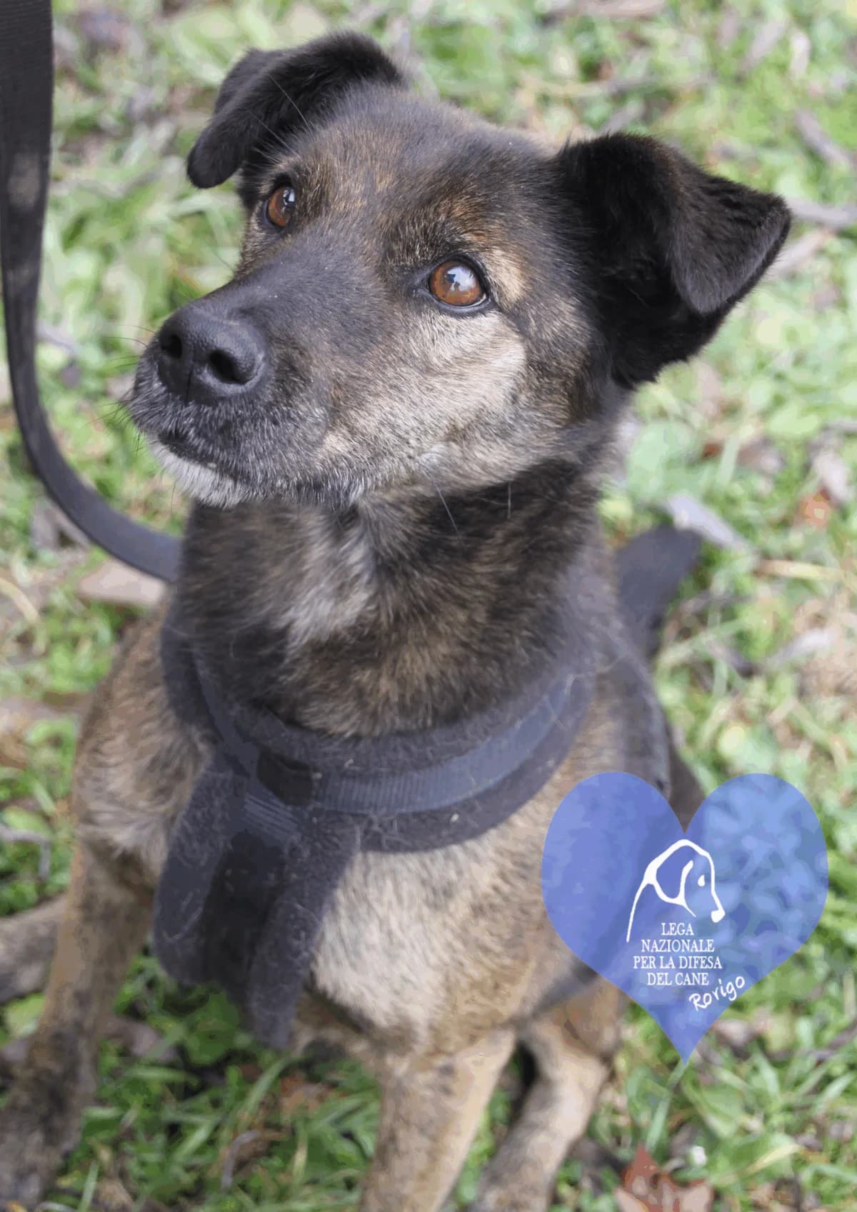 Tobia, male mixed breed for adoption at Lega del Cane Rovigo, Rovigo