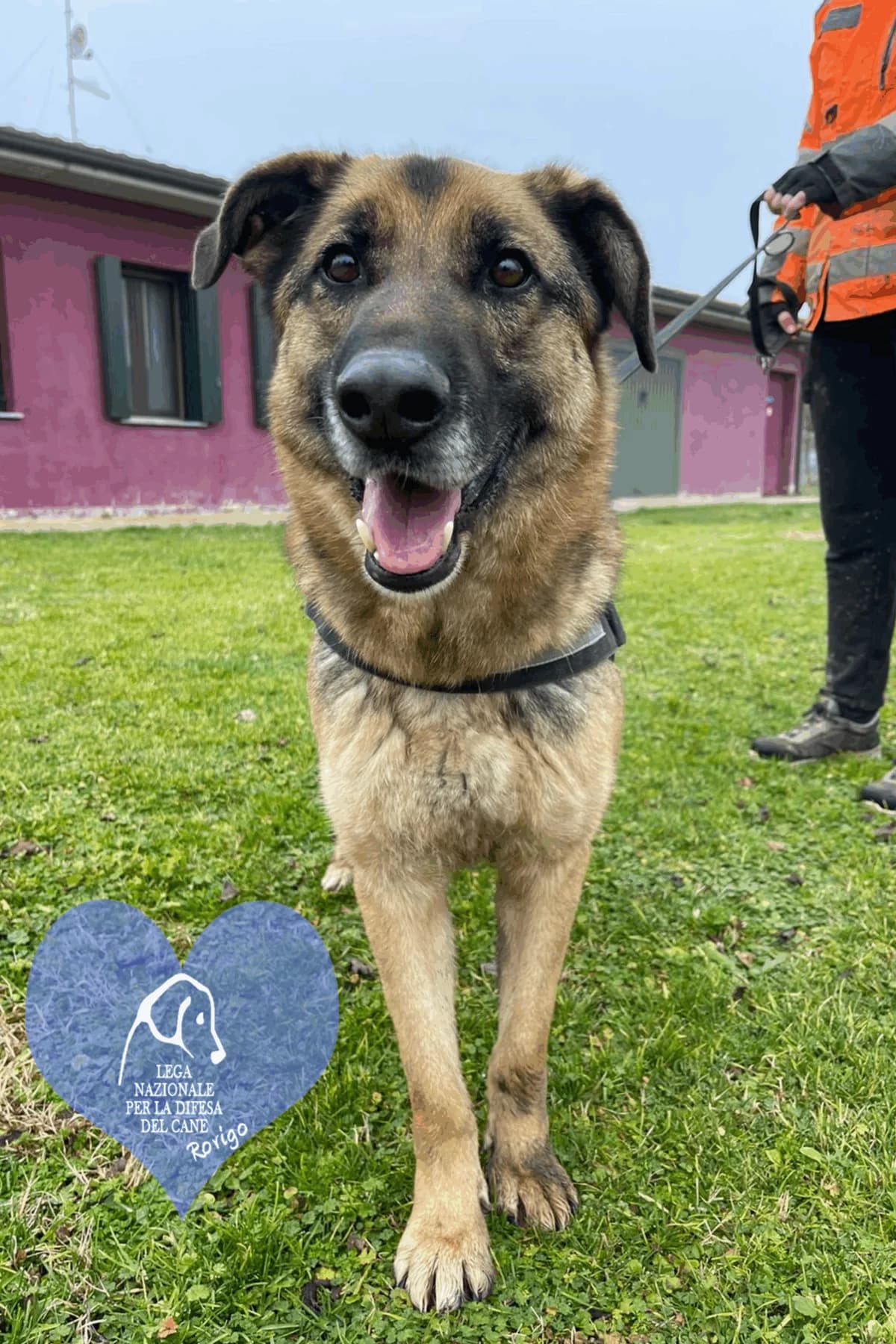 tornado, male mixed breed for adoption at Lega del Cane Rovigo, Rovigo