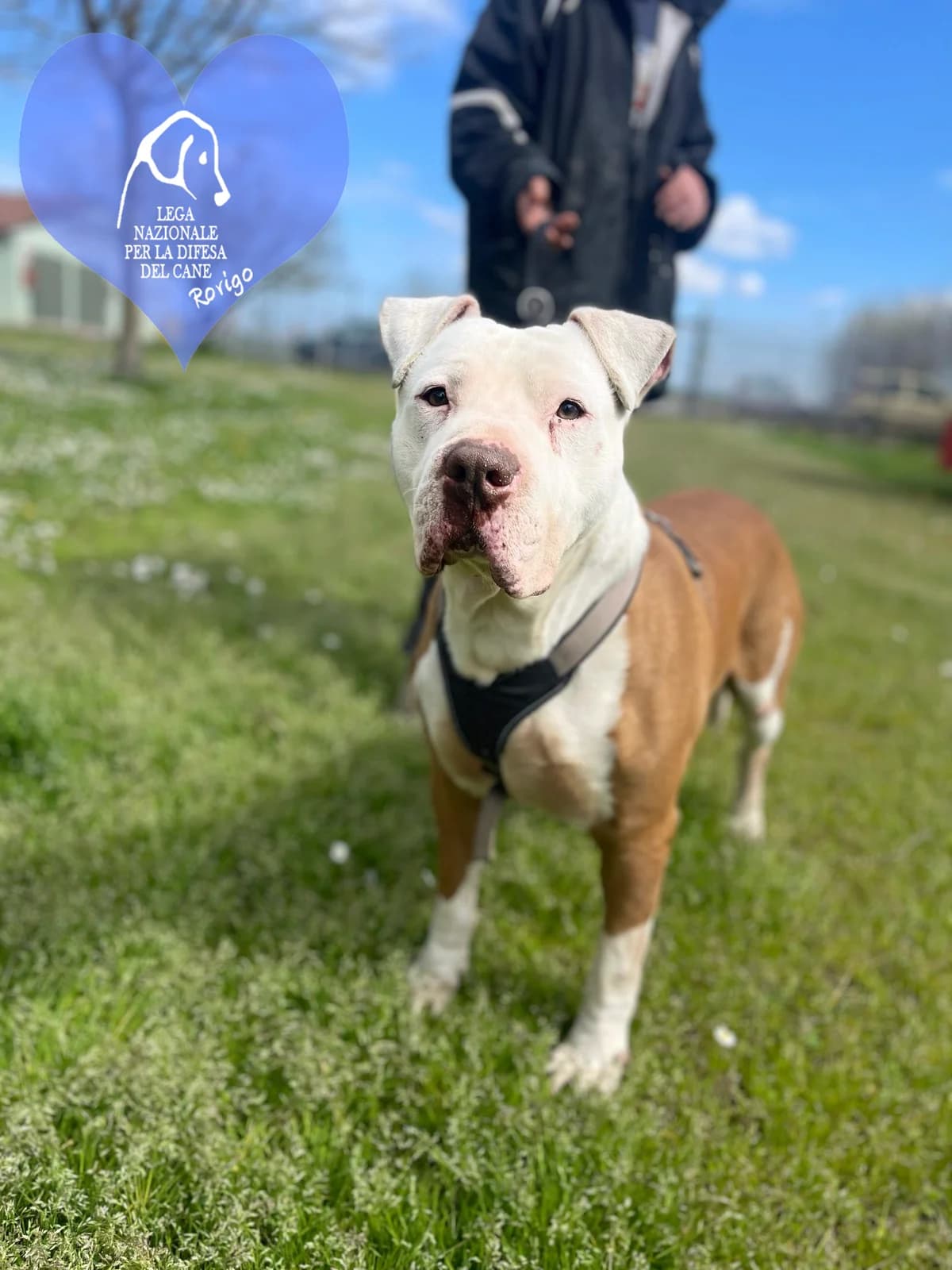 Yoshi,  American Staffordshire Terrier for adoption at Lega del Cane Rovigo, Rovigo