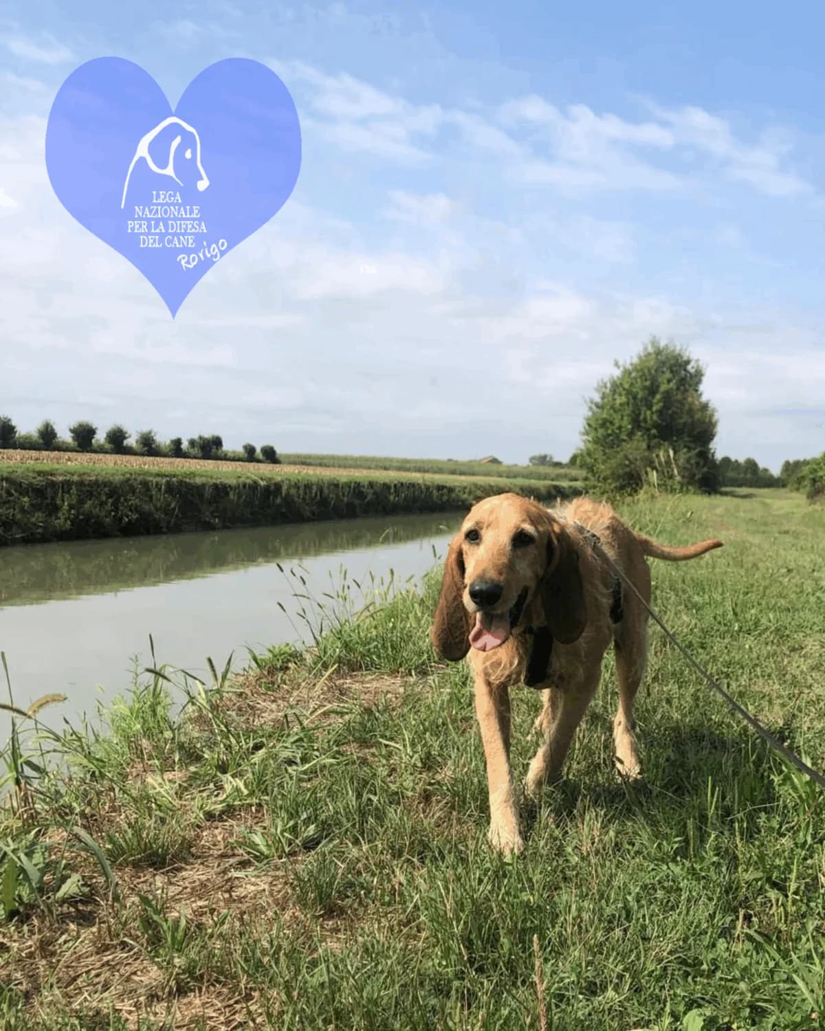 Jolly, male mixed breed for adoption at Lega del Cane Rovigo, Rovigo