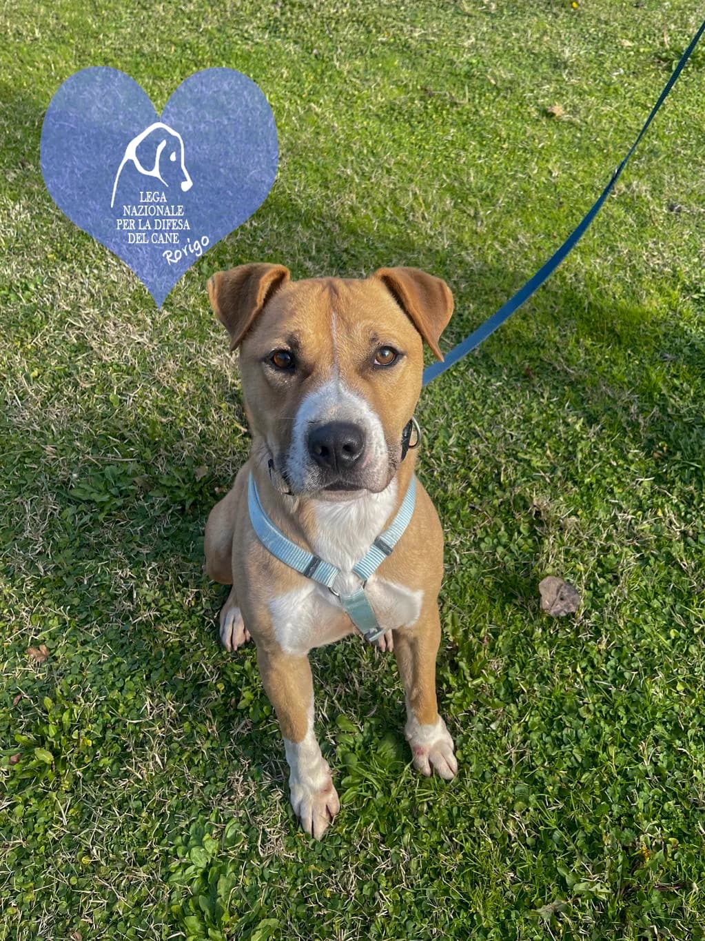 Lars, male mixed breed for adoption at Lega del Cane Rovigo, Rovigo