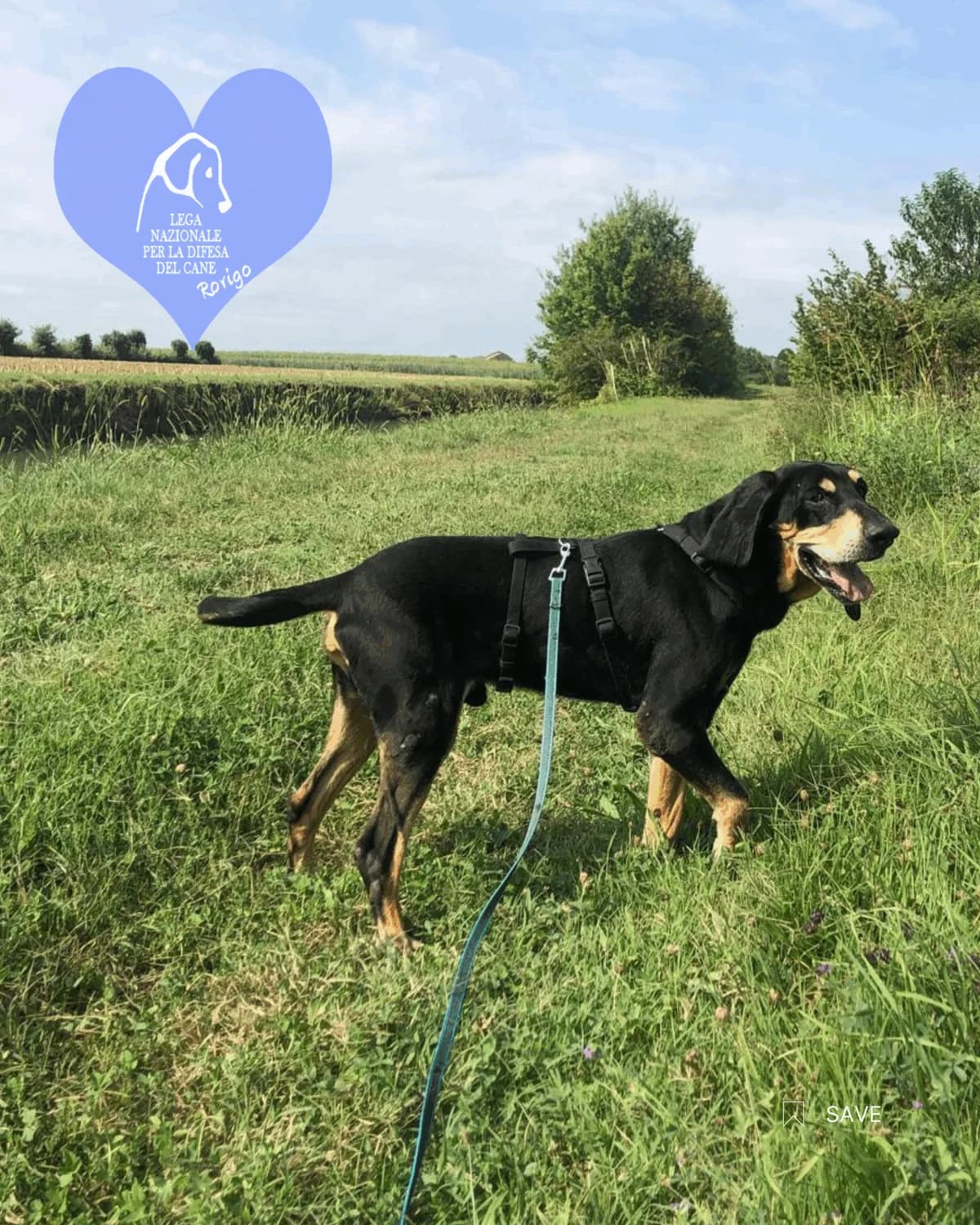 Pino, male mixed breed for adoption at Lega del Cane Rovigo, Rovigo