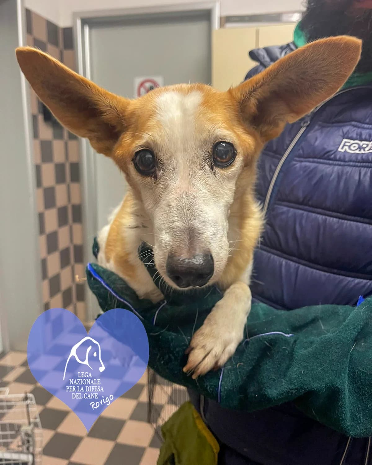 Orsa, female mixed breed for adoption at Lega del Cane Rovigo, Rovigo