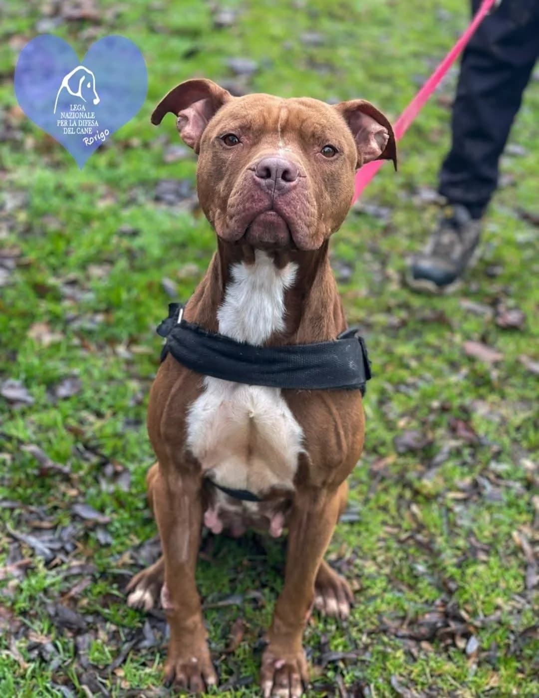 Juna, female mixed breed for adoption at Lega del Cane Rovigo, Rovigo