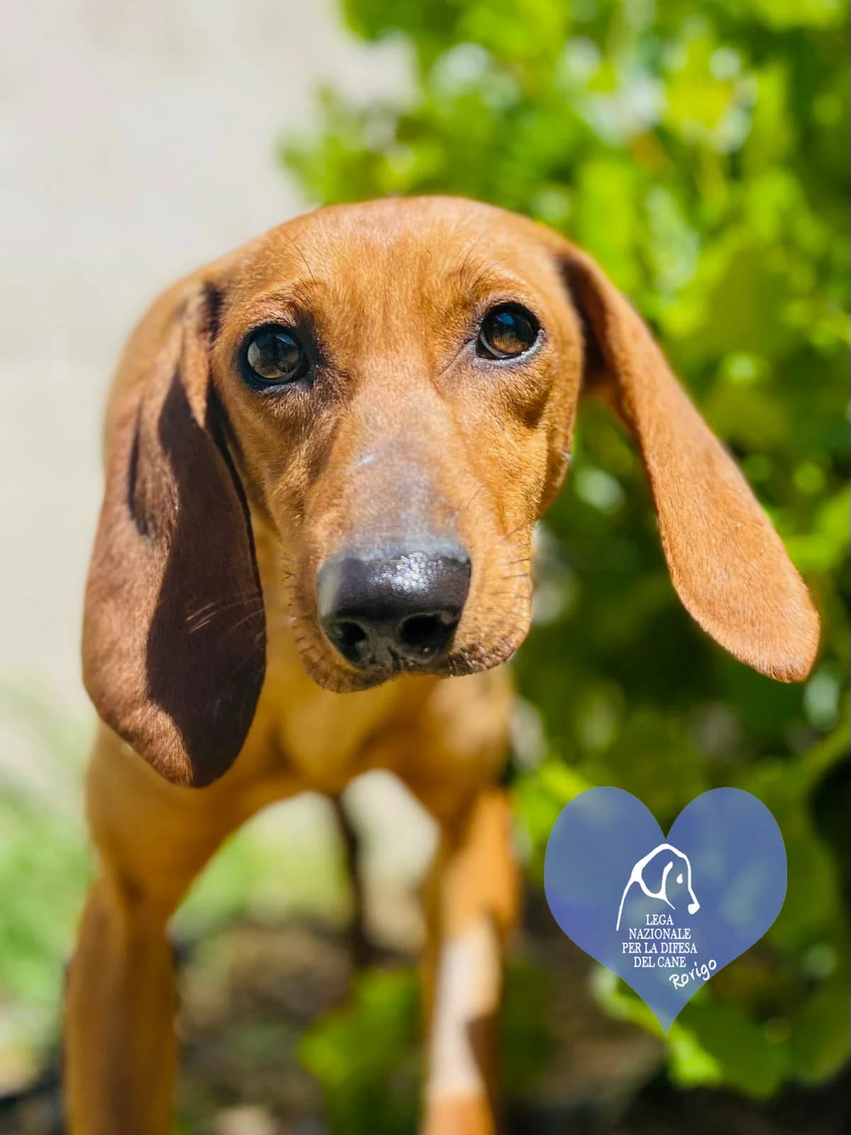 quinoa, female mixed breed for adoption at Lega del Cane Rovigo, Rovigo