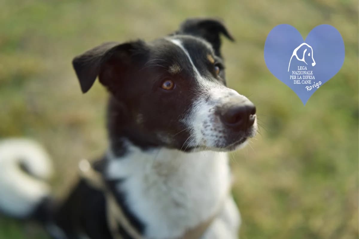 Oscar, male mixed breed for adoption at Lega del Cane Rovigo, Rovigo