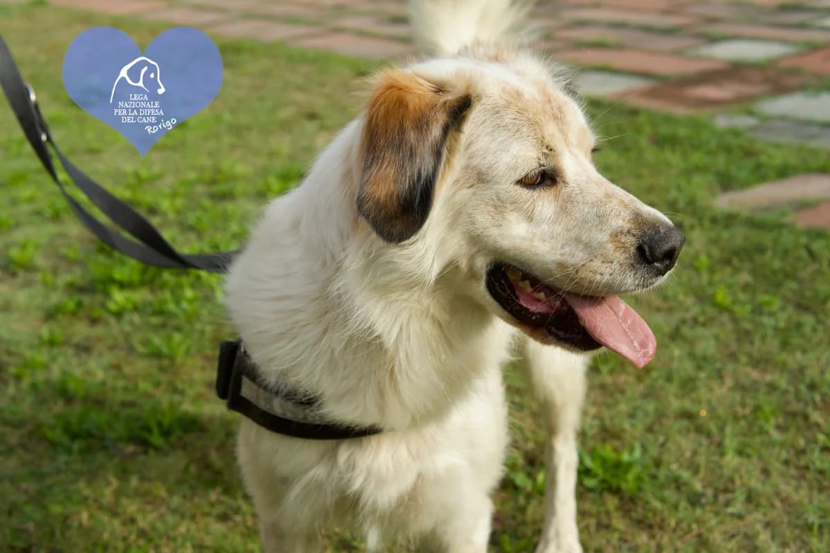 Elvis, male mixed breed for adoption at Lega del Cane Rovigo, Rovigo