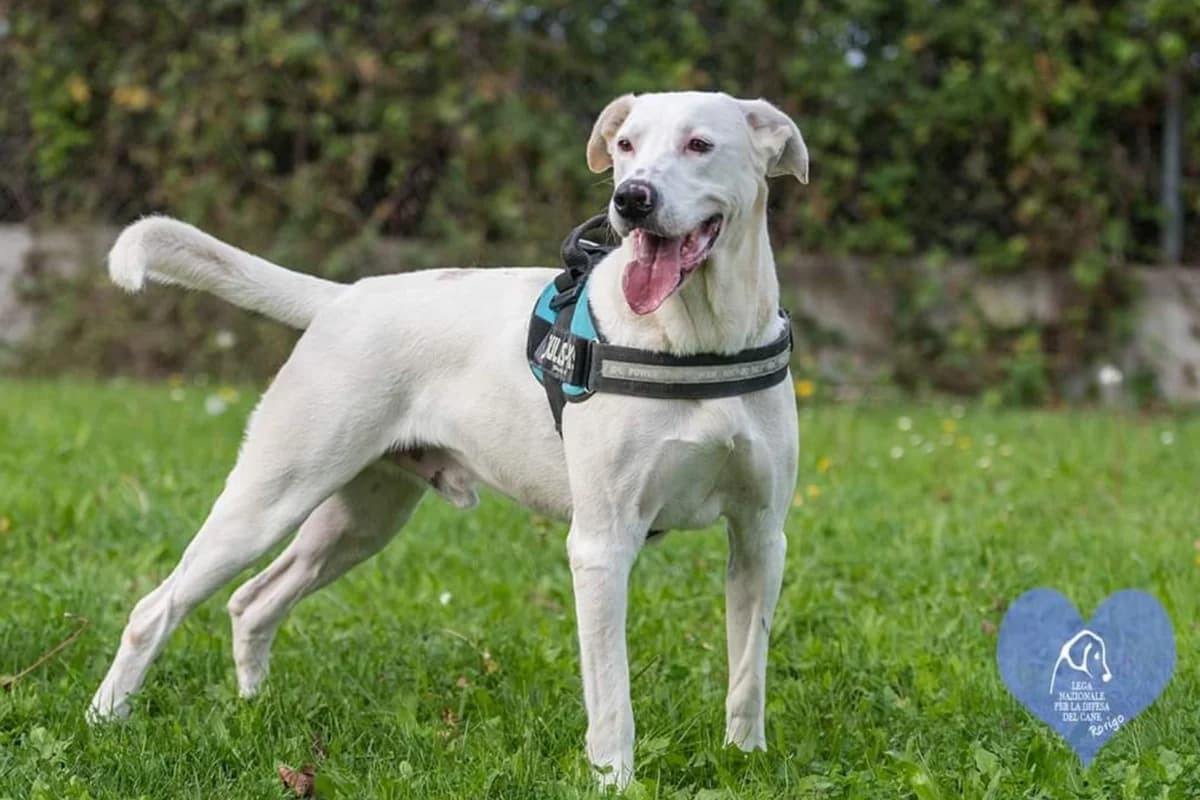 Fefè, male Mixed Breed for adoption at Lega del Cane Rovigo, Rovigo