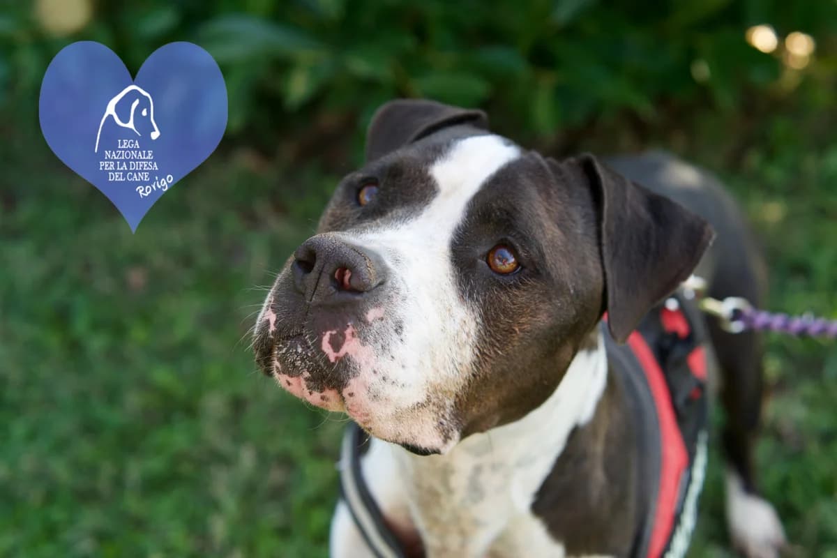 Harvey, male American Staffordshire Terrier for adoption at Lega del Cane Rovigo, Rovigo