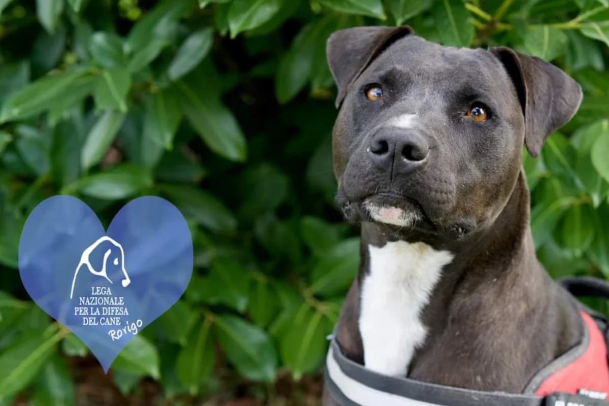 Indian, male American Staffordshire Terrier for adoption at Lega del Cane Rovigo, Rovigo